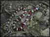 Kansas Gentilis